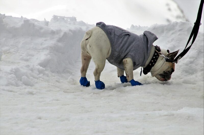 Pug wearing dog booties in the snow