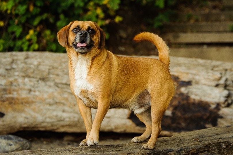 Puggle dog outdoor portrait