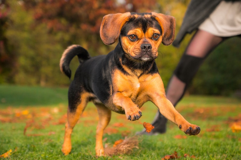 Puggle puppy running in the yard