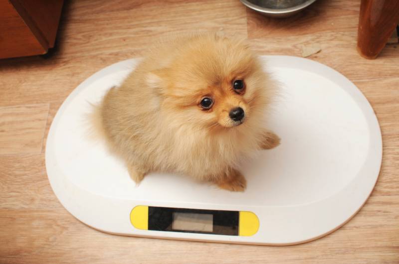 Puppy on a digital weight scale
