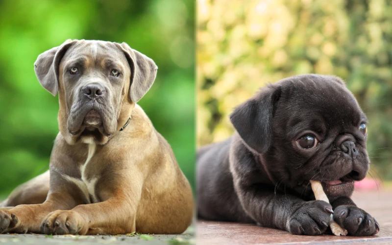 Puppy parent breeds of Cane Corso Pug Mix