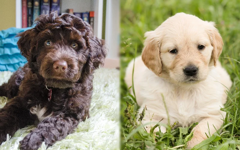 Puppy parent breeds of Golden Retriever Portuguese Water Dog Mix
