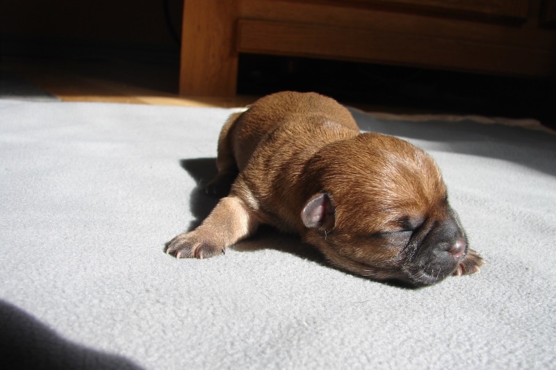 Puppy with swimmer's syndrome on the carpet