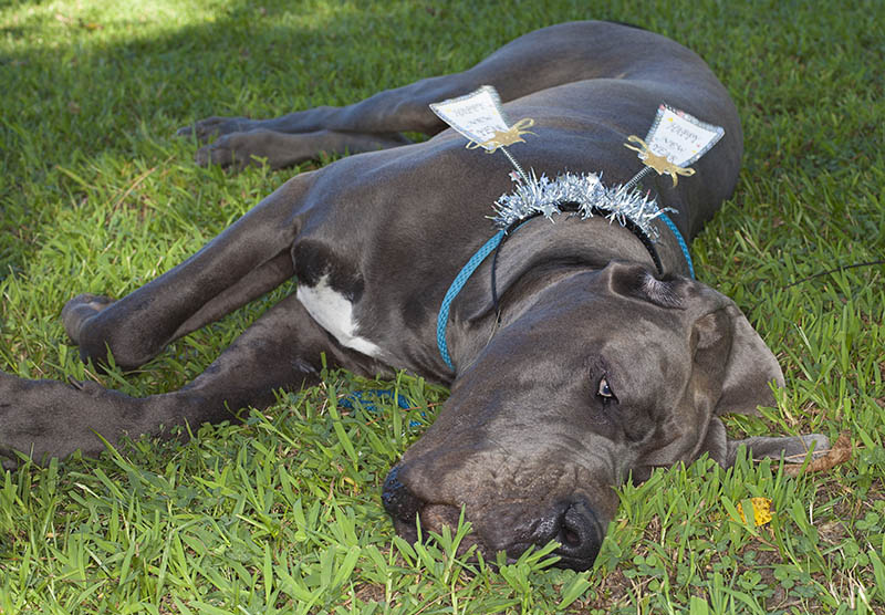Purebred blue Great Dane looking bad after New Years celebrations