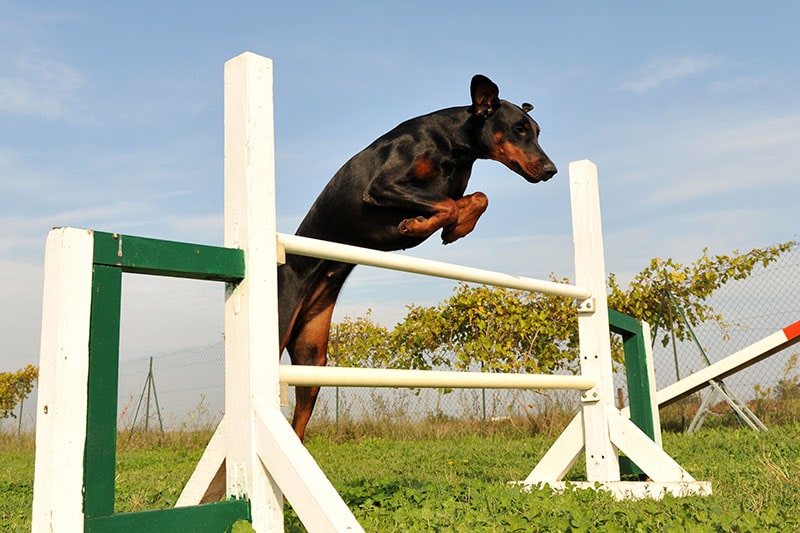 Purebred doberman jumping in a training of agility