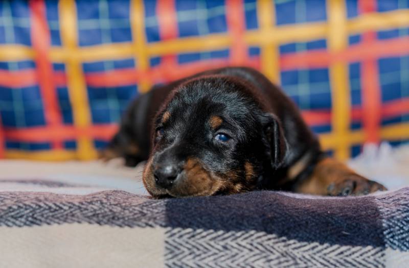 Purebred small black and tan doberman puppy