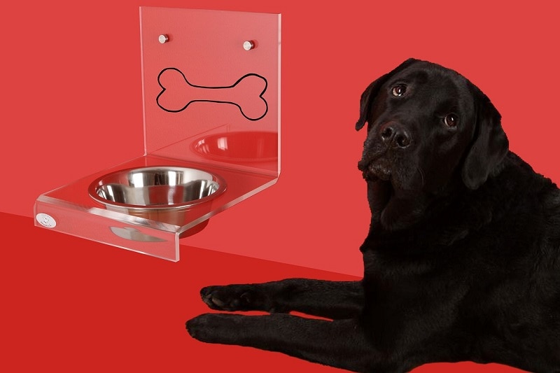 Raised dog bowl and black lab