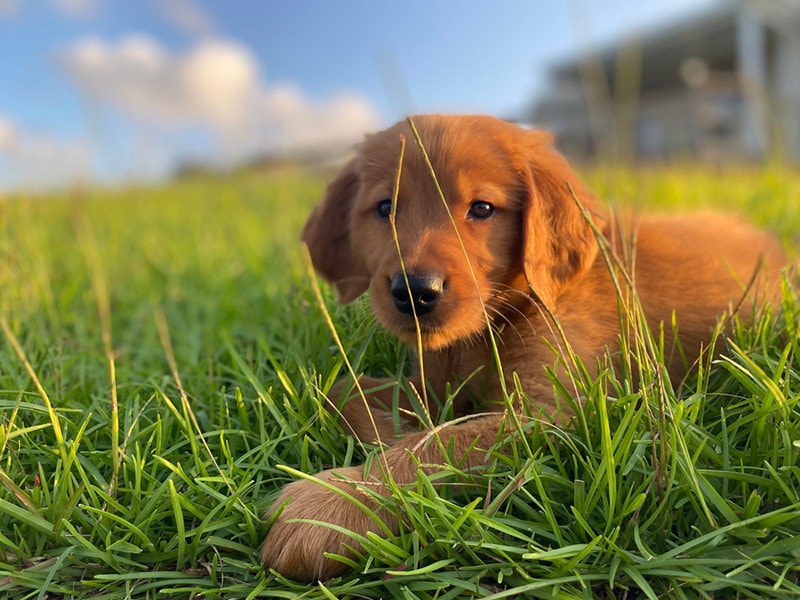 Red Golden Retriever puppy laying in grass
