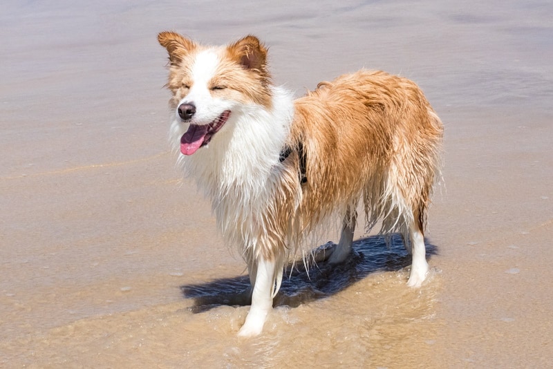 Red border collie on the beach