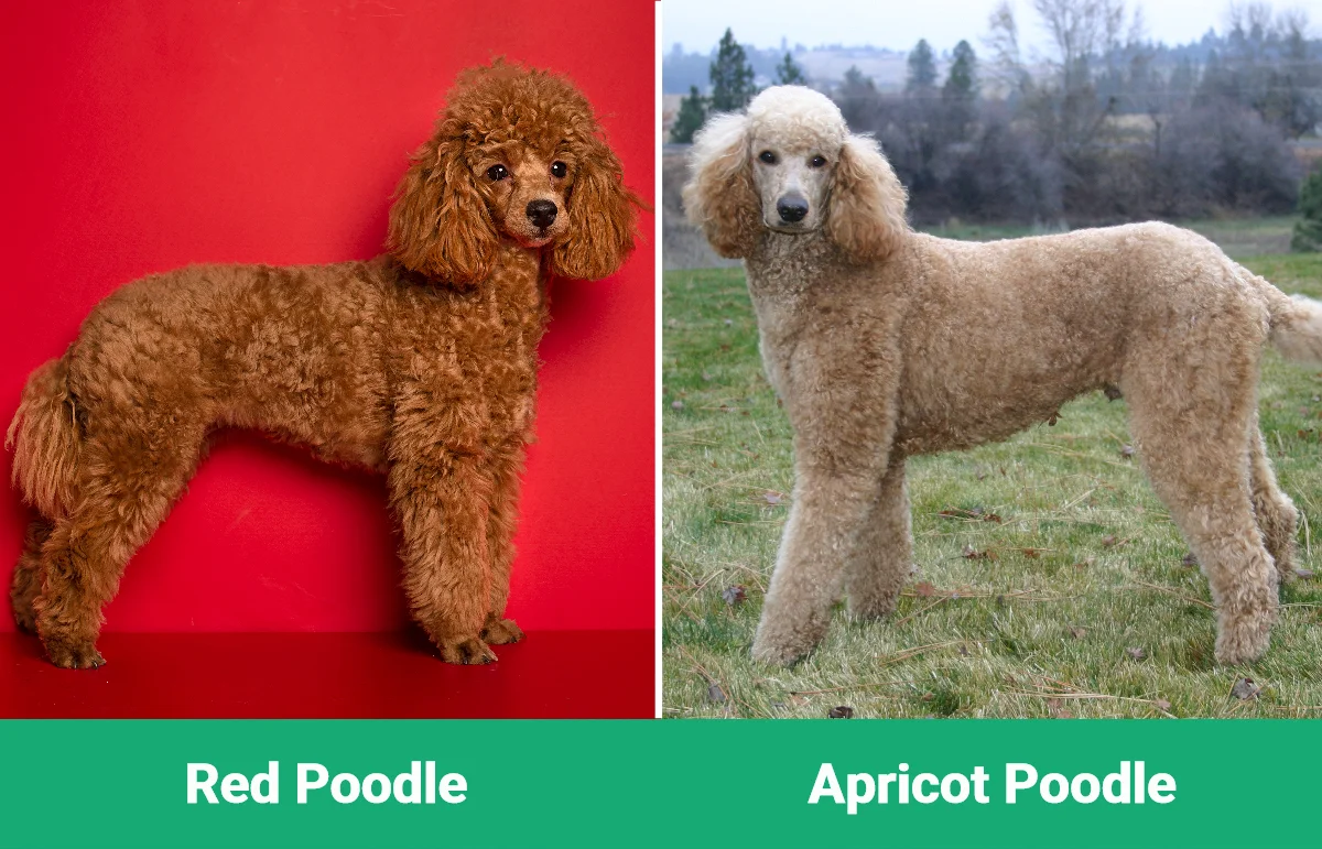Red vs Apricot Poodle - Visual Differences