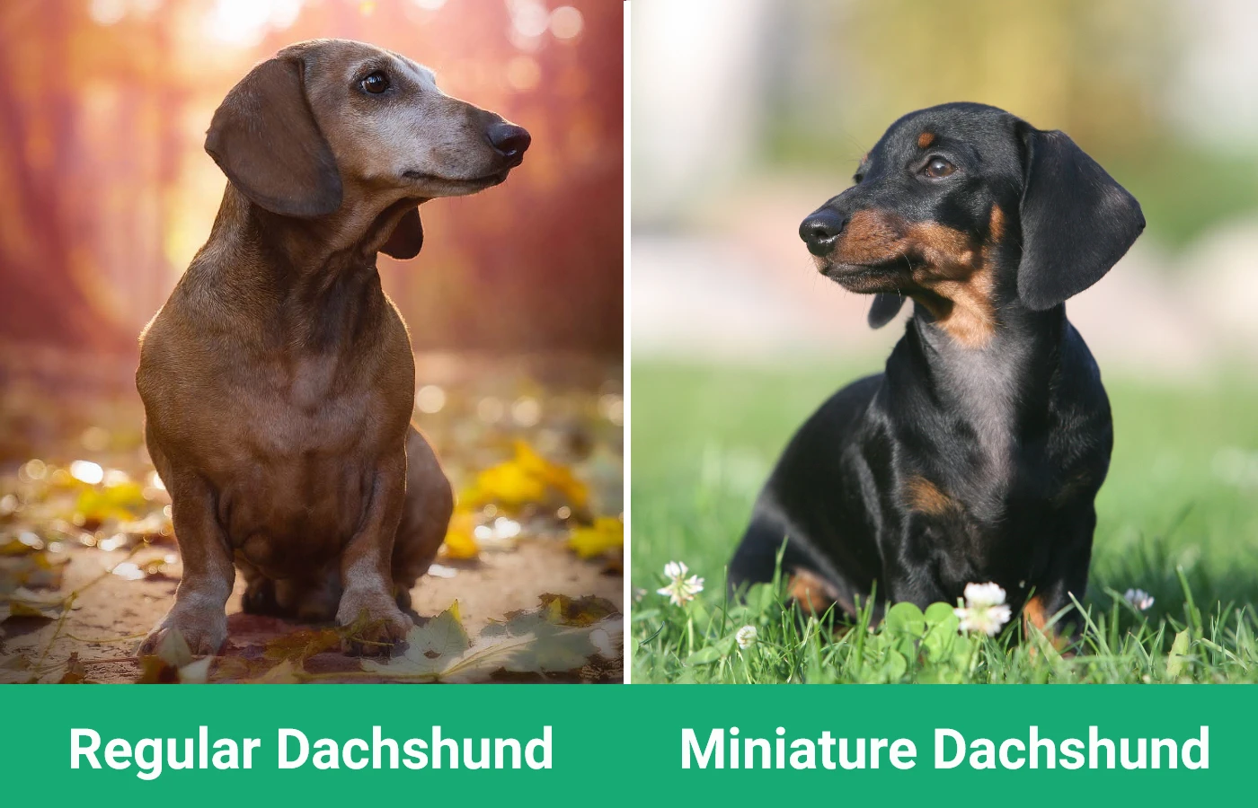 Regular Dachshund vs Miniature Dachshund - Visual Comparison