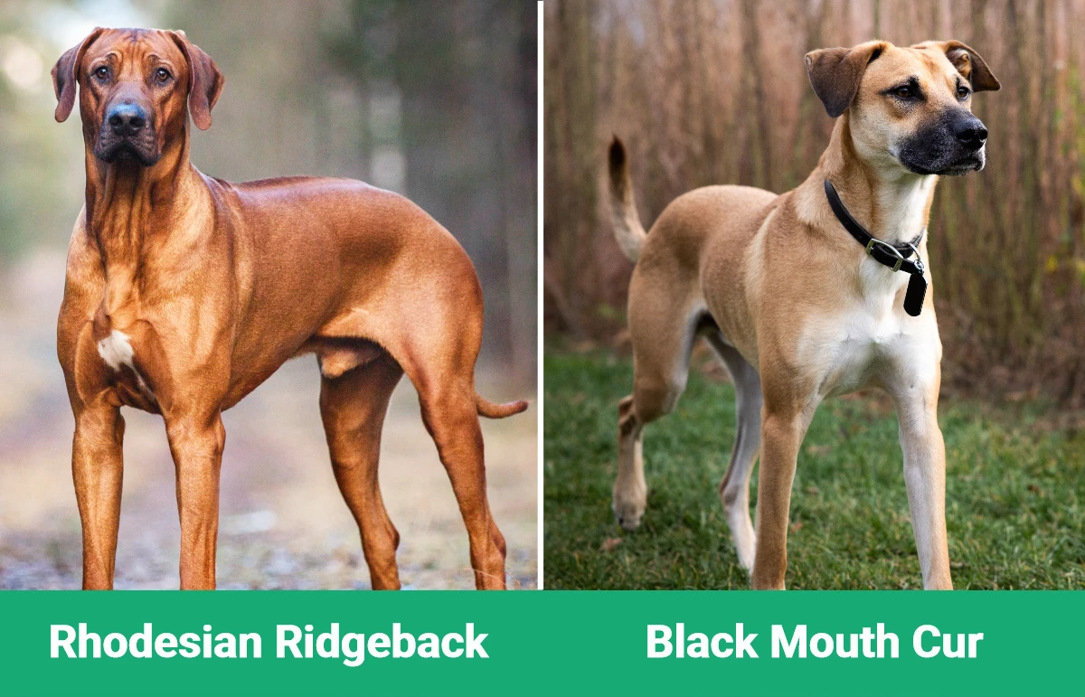 Rhodesian Ridgeback vs Black Mouth Cur - Visual Differences