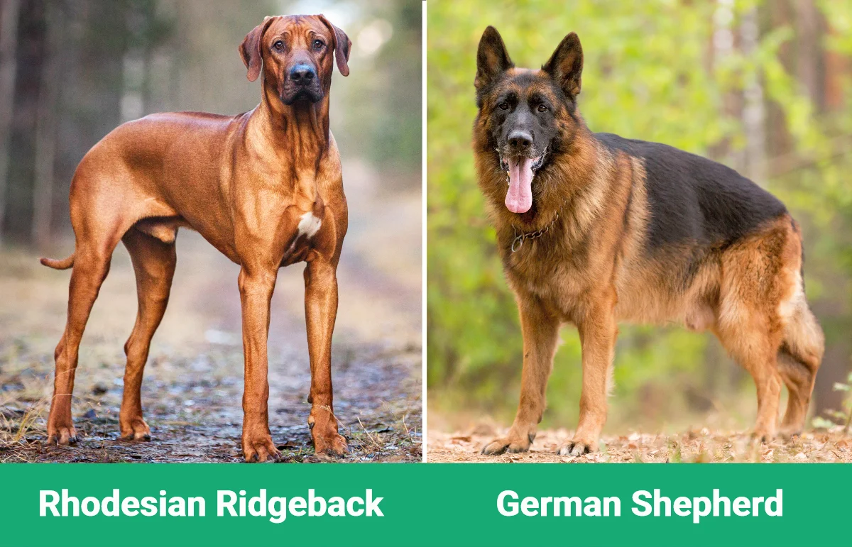Rhodesian Ridgeback vs German Shepherd - Visual Differences