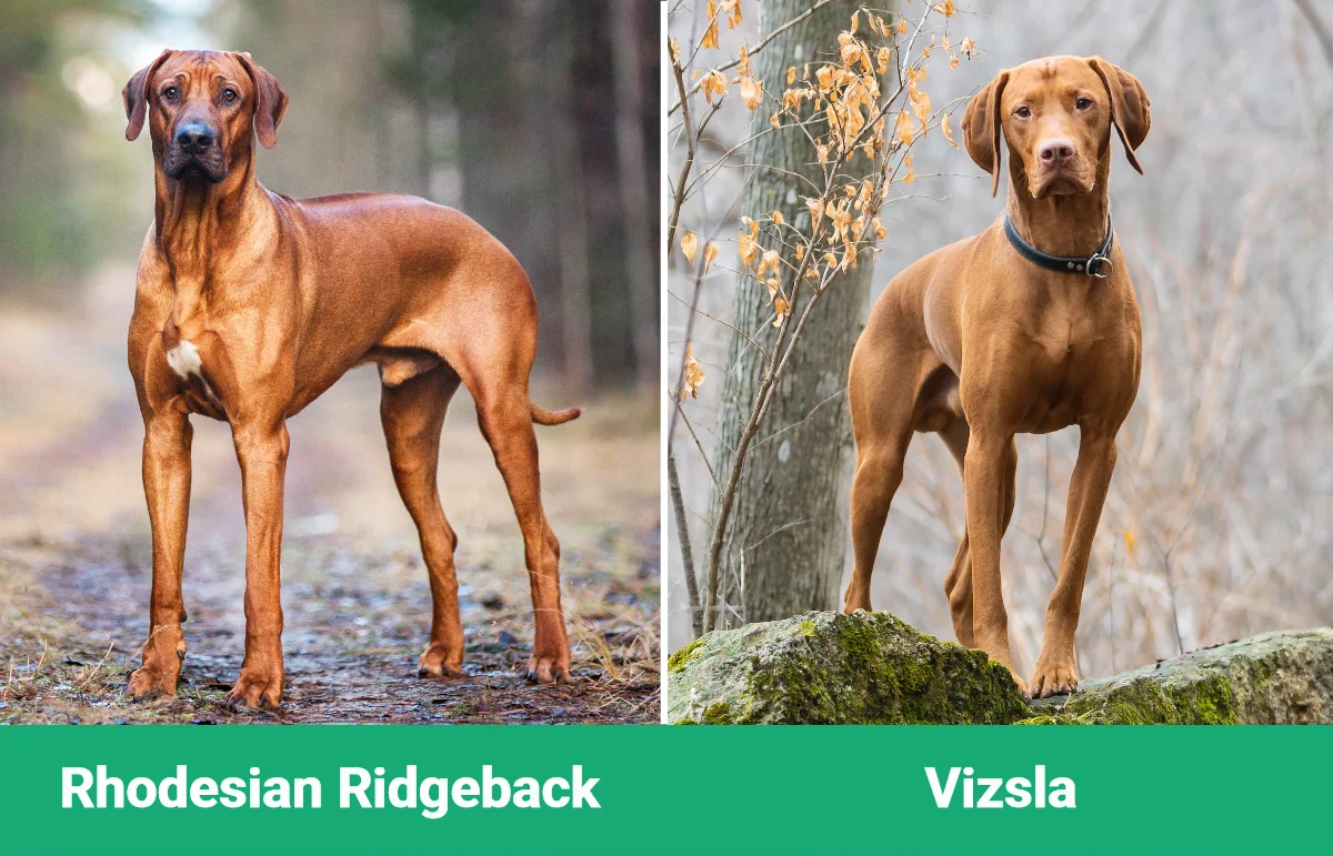 Rhodesian Ridgeback vs - Visual Differences
