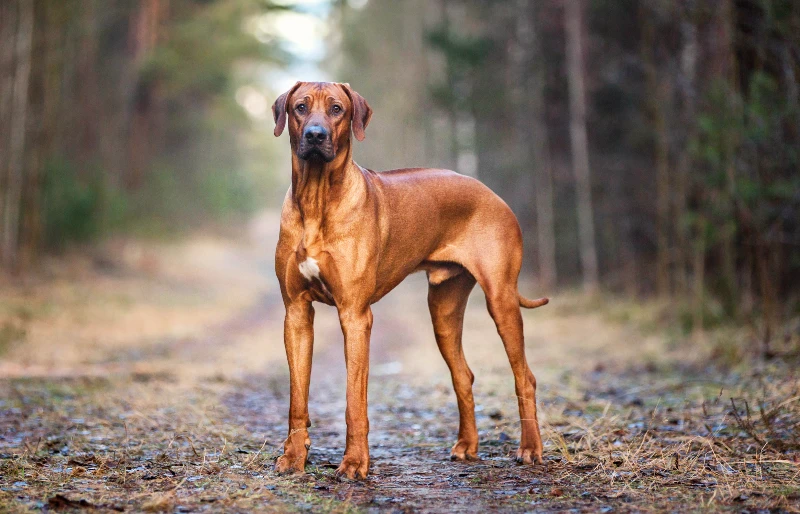 rhodesian ridgeback dog standing in the forest