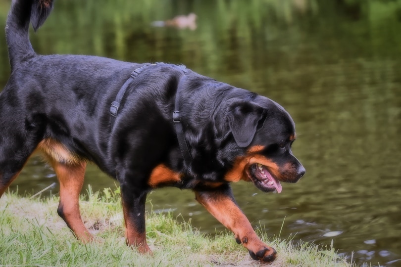 Rottweiler by the river
