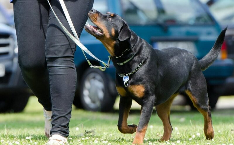 Rottweiler looking at dog trainer