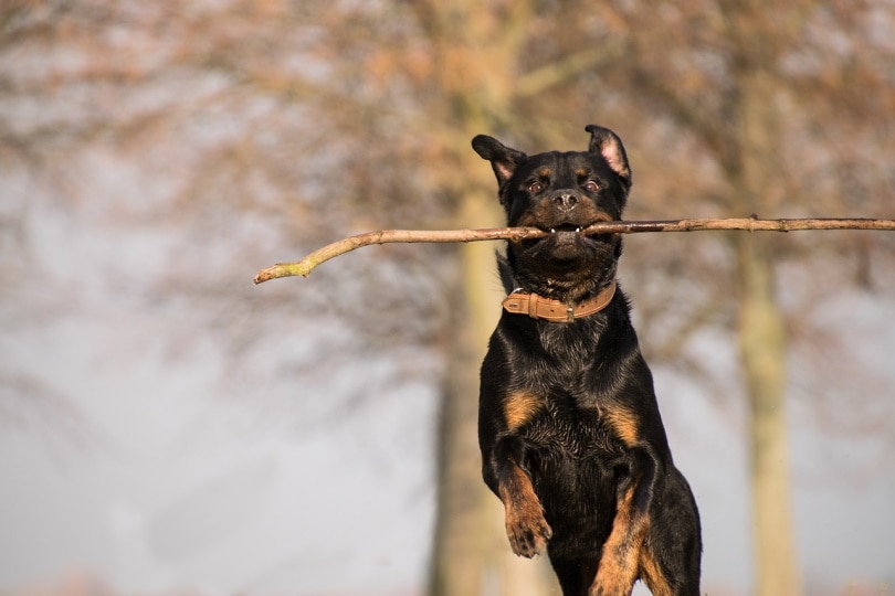 Rottweiler playing catch