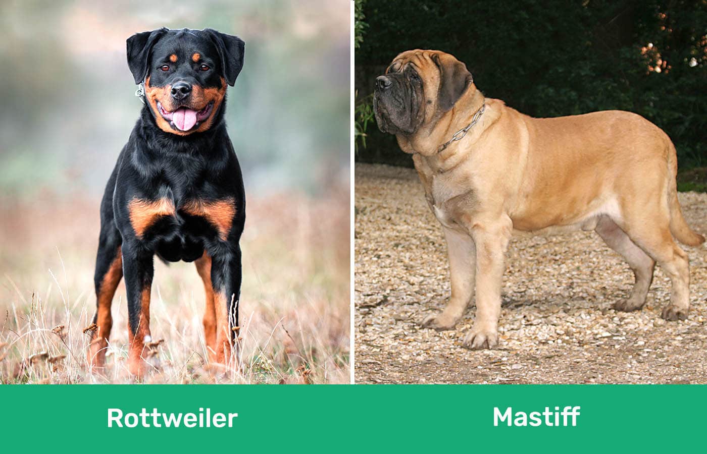 Rottweiler vs Mastiff side by side