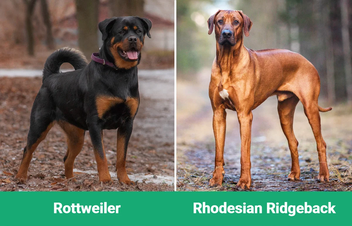 Rottweiler vs Rhodesian Ridgeback - Visual Differences