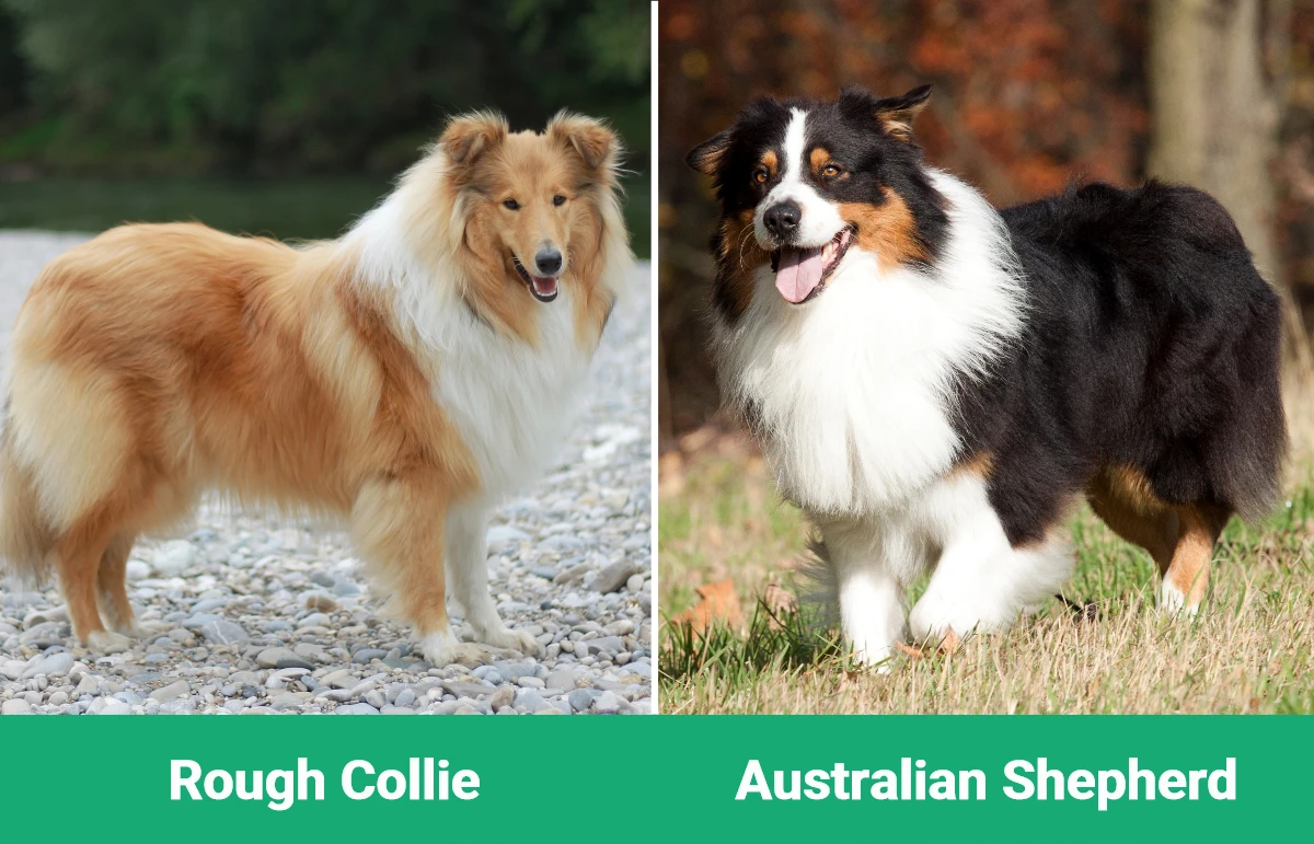 Rough Collie vs Australian Shepherd - Visual Differences