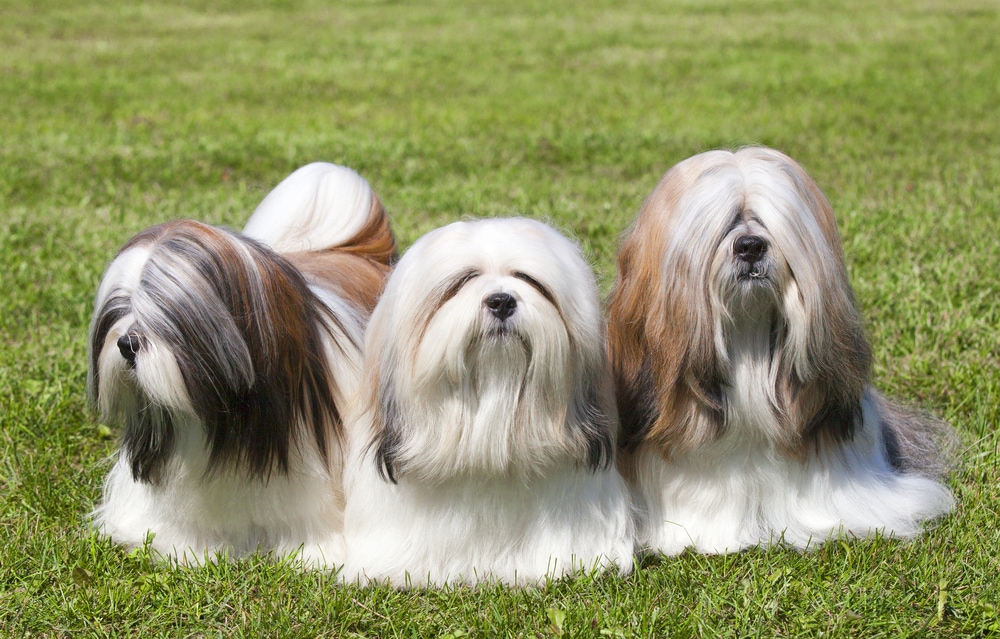 Royal Dog Hair cut lhasa apso