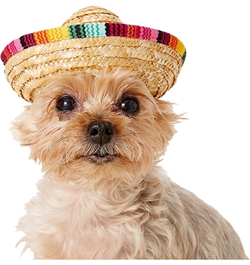 Rubie's Costume Company Multi-Colored Dog & Cat Sombrero
