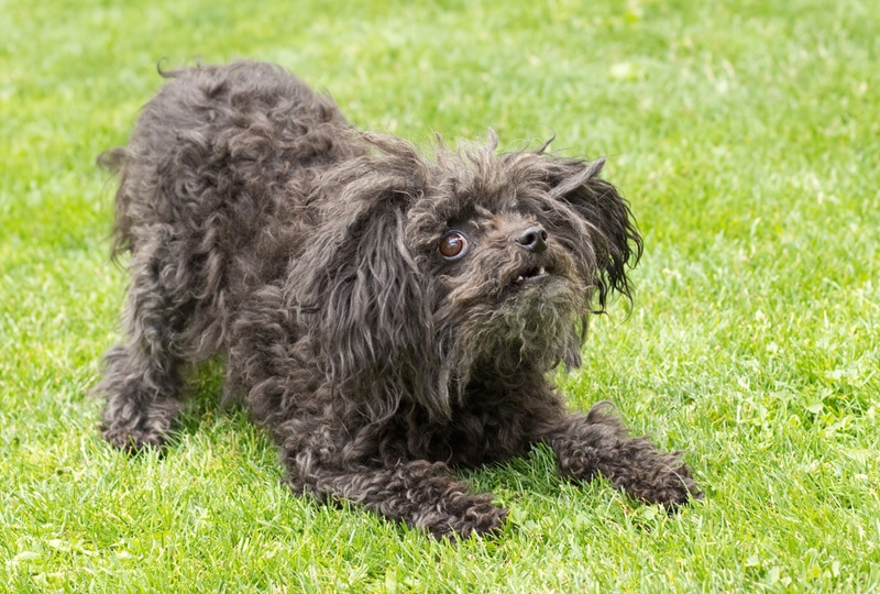 Russian Tsvetnaya Bolonka dog in the grass