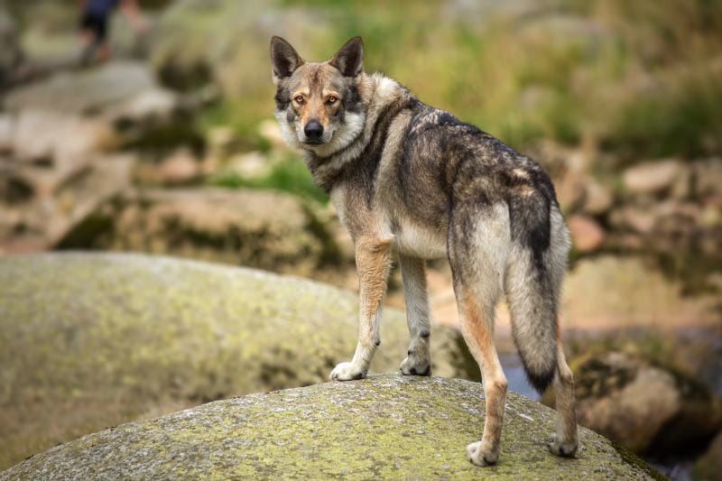 Saarloos Wolfdog on the river stone