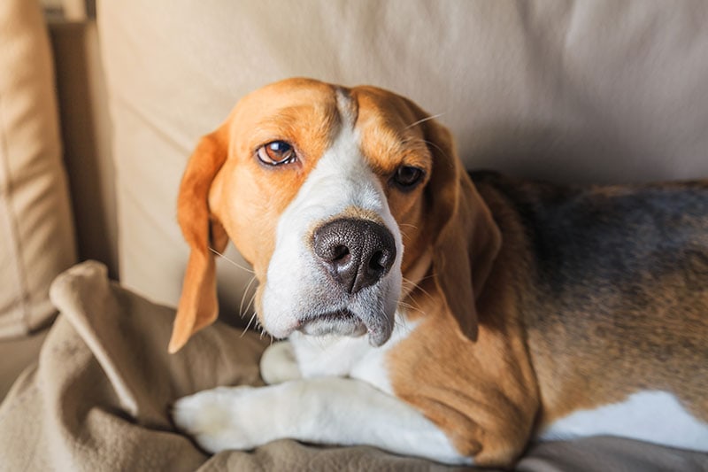 Sad tired beagle dog on sofa. Sick dog.