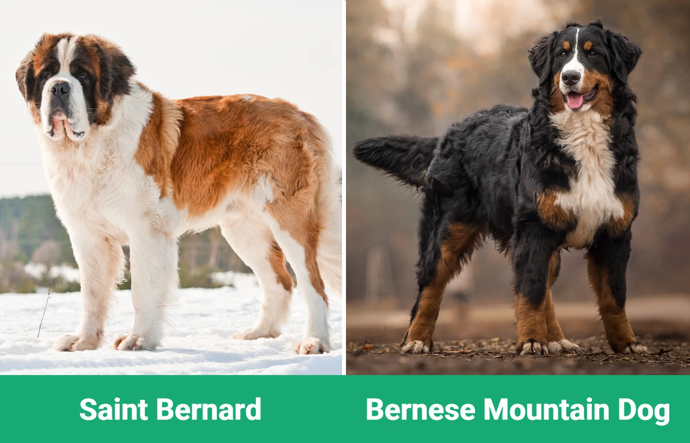 Saint Bernard vs Bernese Mountain Dog - Visual Differences