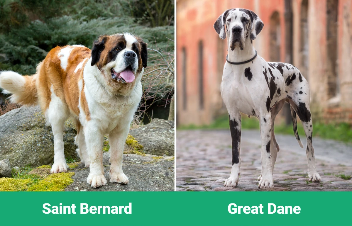 Saint Bernard vs Great Dane - Visual Differences