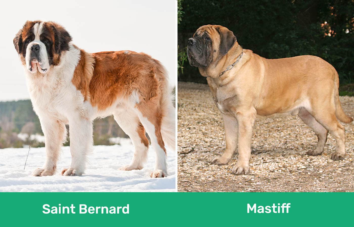 Saint Bernard vs Mastiff side by side