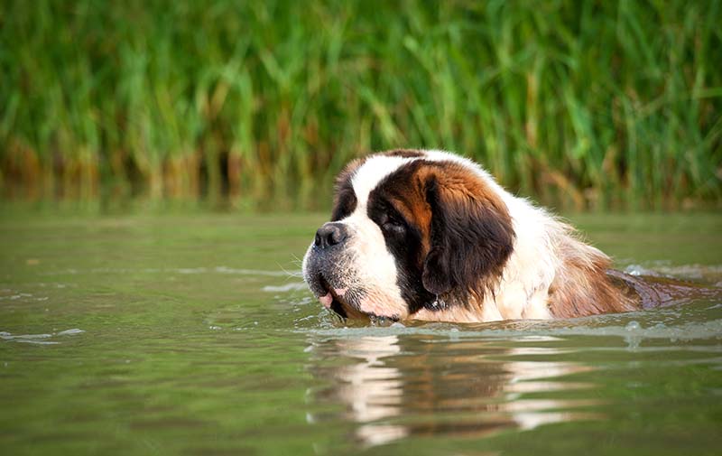 Saint bernard dog swimming in summer