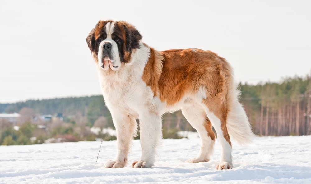 saint bernard dog in winter