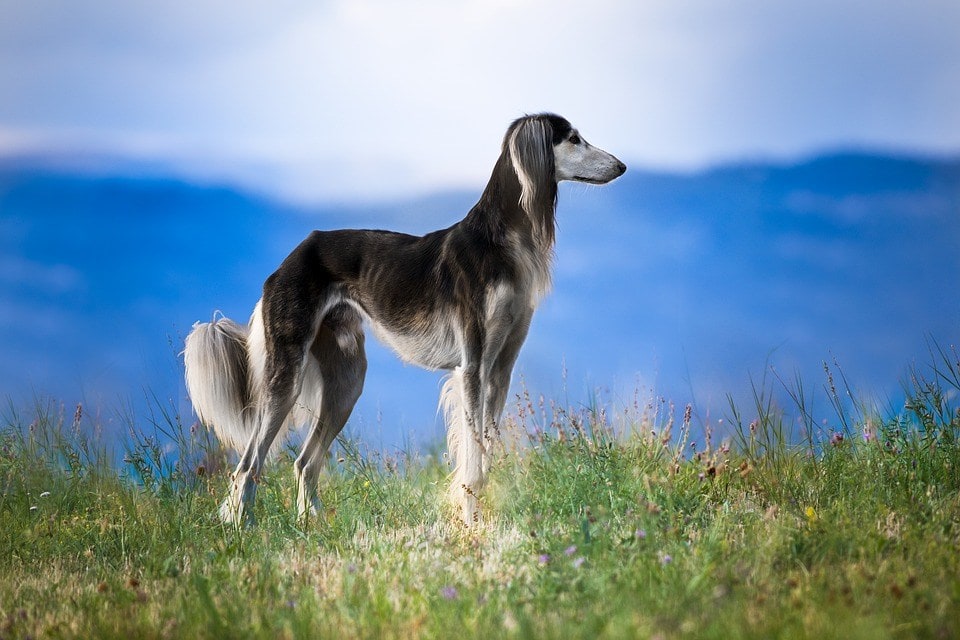 Persian Greyhound