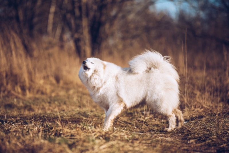 Samoyed barking in the woods
