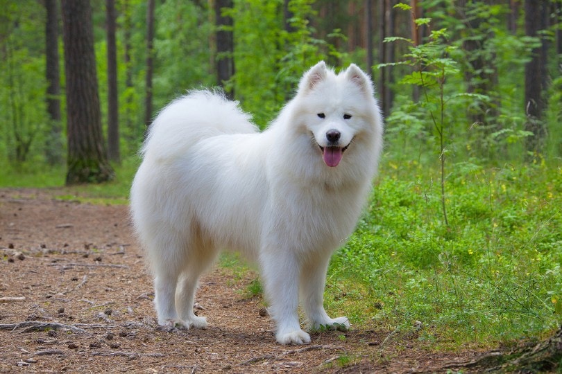 Cachorro Samoiedo na floresta de verão