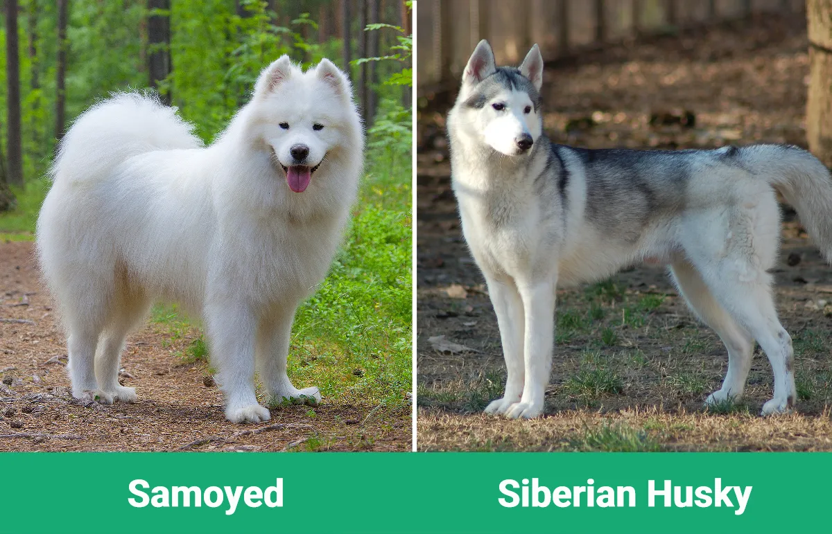 Samoyed vs Siberian Husky - Visual Differences