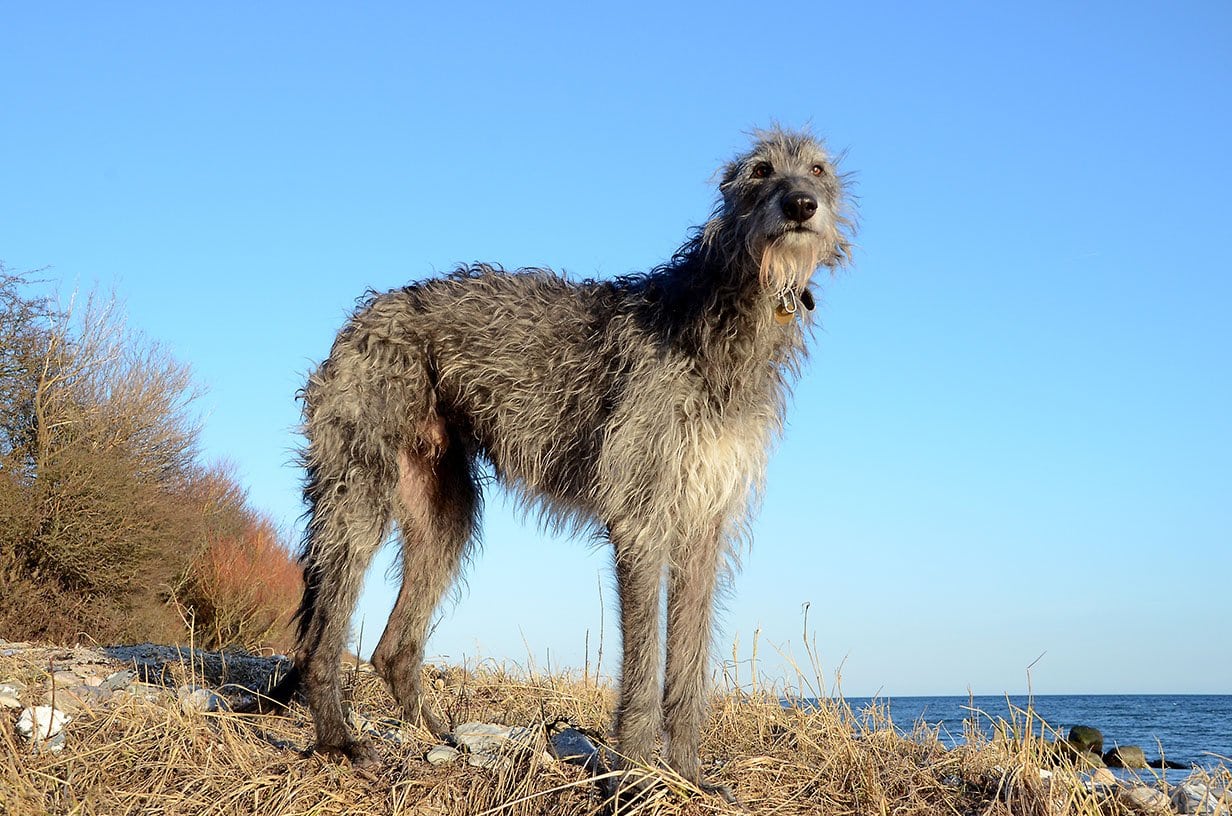 Scottish greyhound