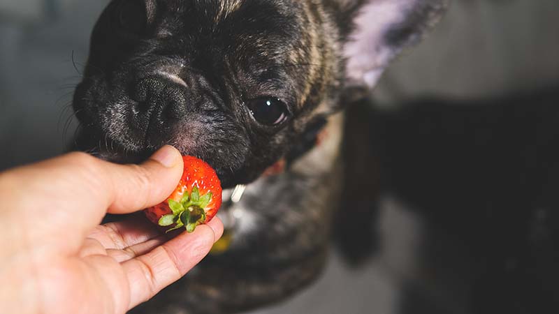 Selective focused photo of dog try to eat strawberry in woman hand