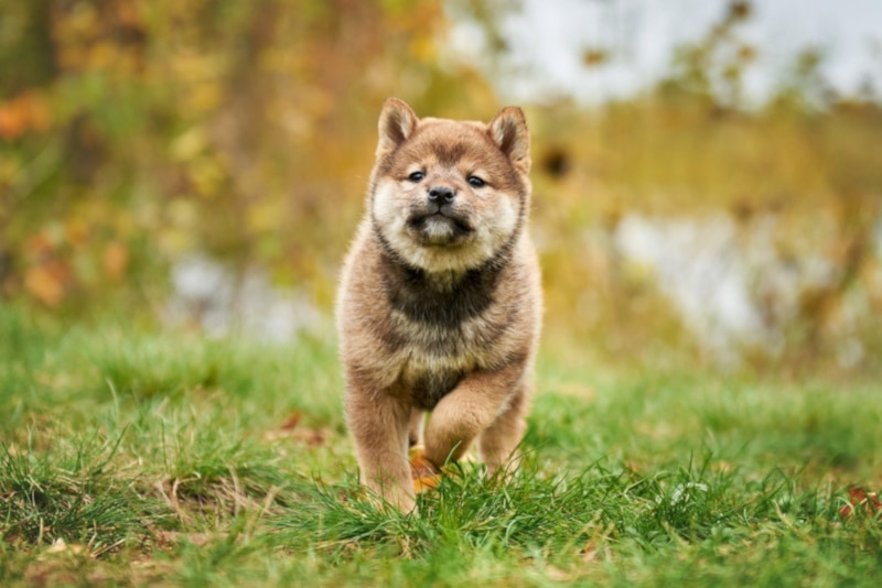 Sesame Shiba Inu puppy running on grass