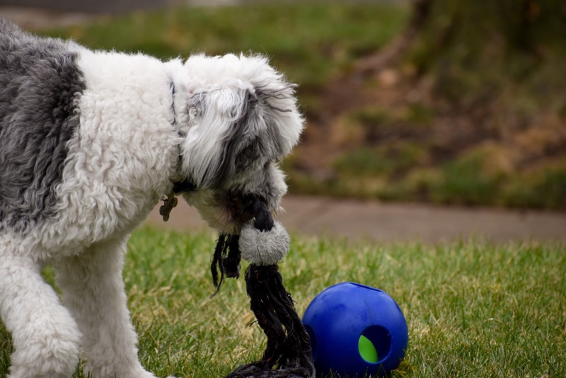 Sheepadoodle with some toys