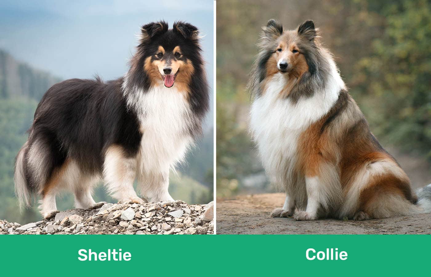 Sheltie vs Collie side by side