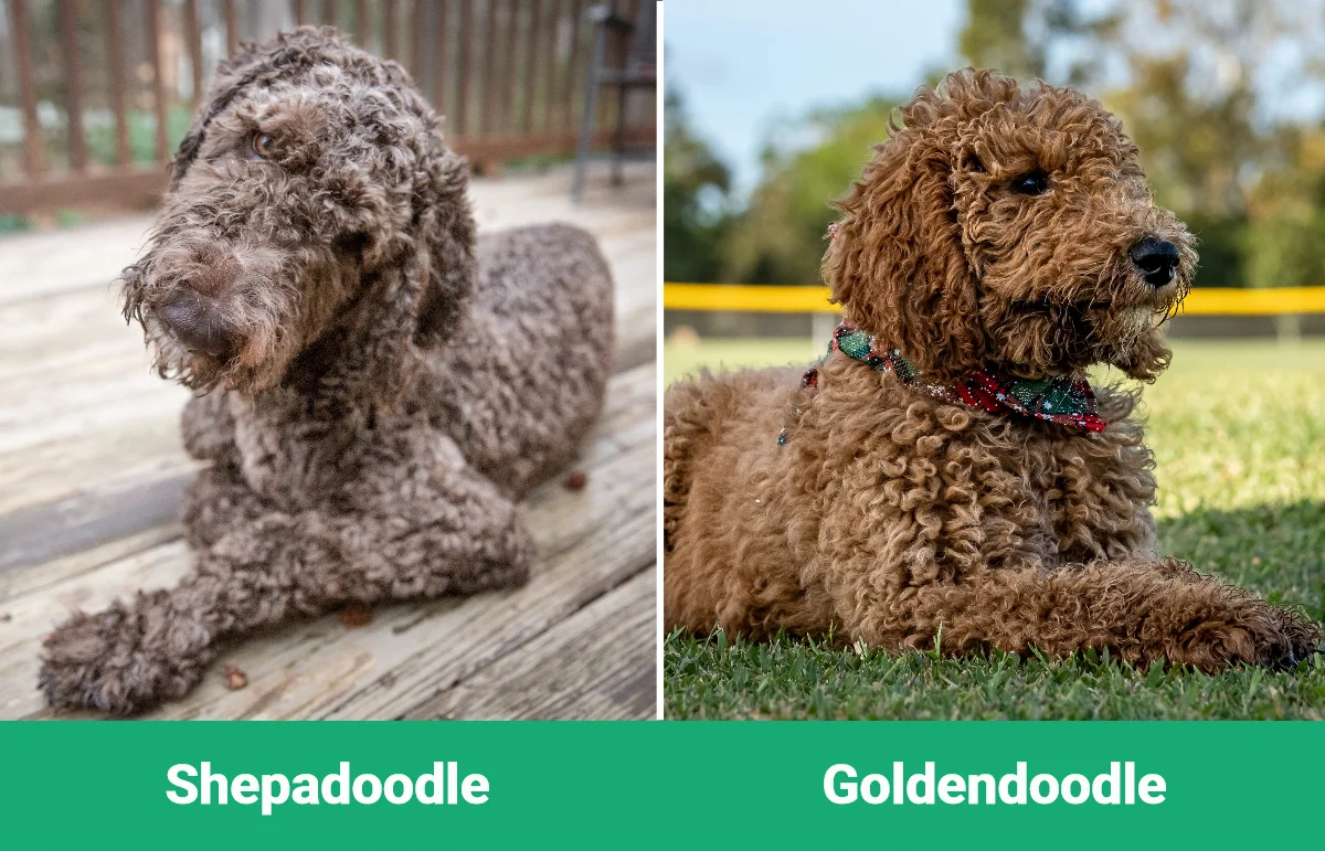 Shepadoodle vs Goldendoodle - Visual Differences