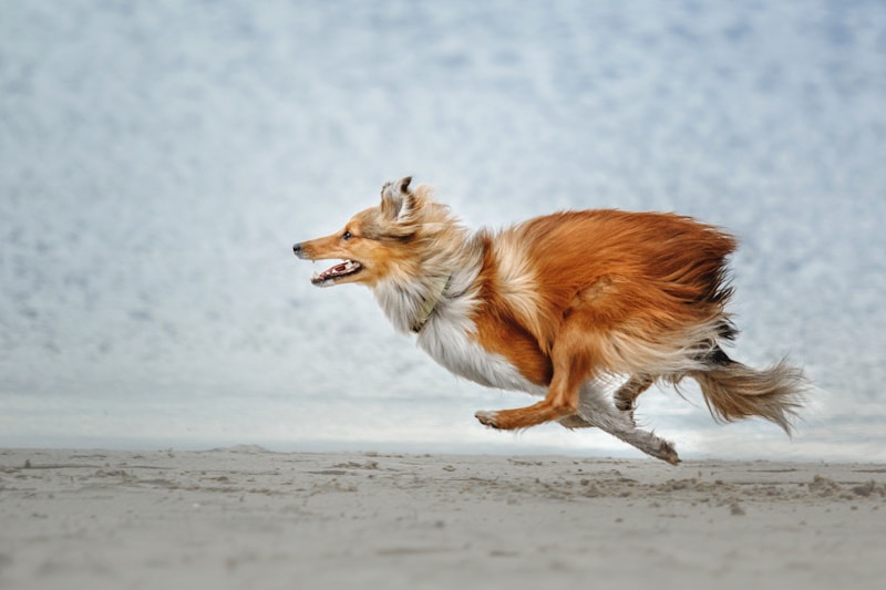 Shetland Sheepdog running