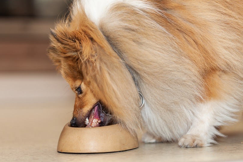 Shetland sheepdog eats food from a food bowl