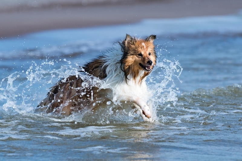 Shetland sheepdog enjoying the water