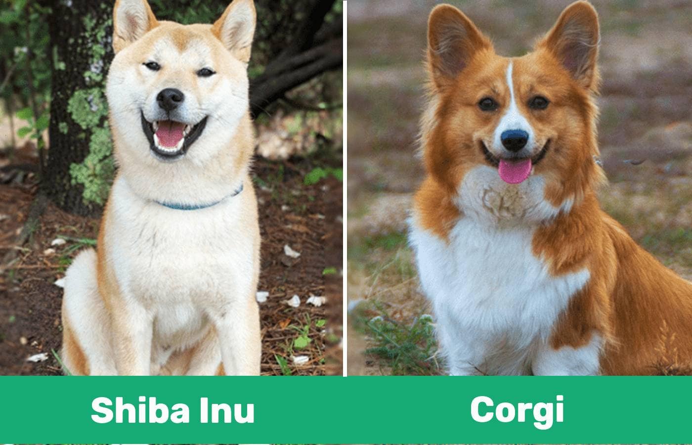 Shiba Inu & Corgi side by side