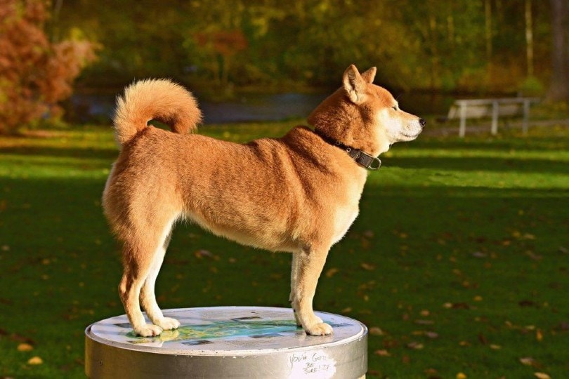 6 Common Health Problems in Shiba Inu Dogs to Be Aware Of – Dogster